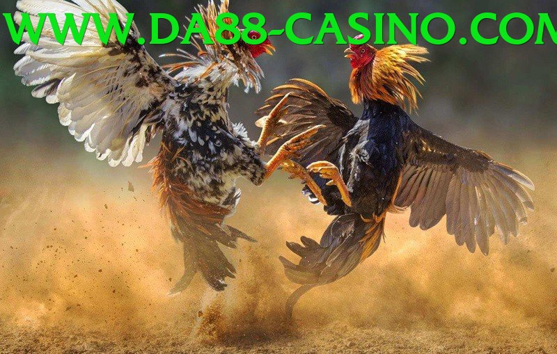 Cách Đọc Kèo Đá Gà - Chơi ngay